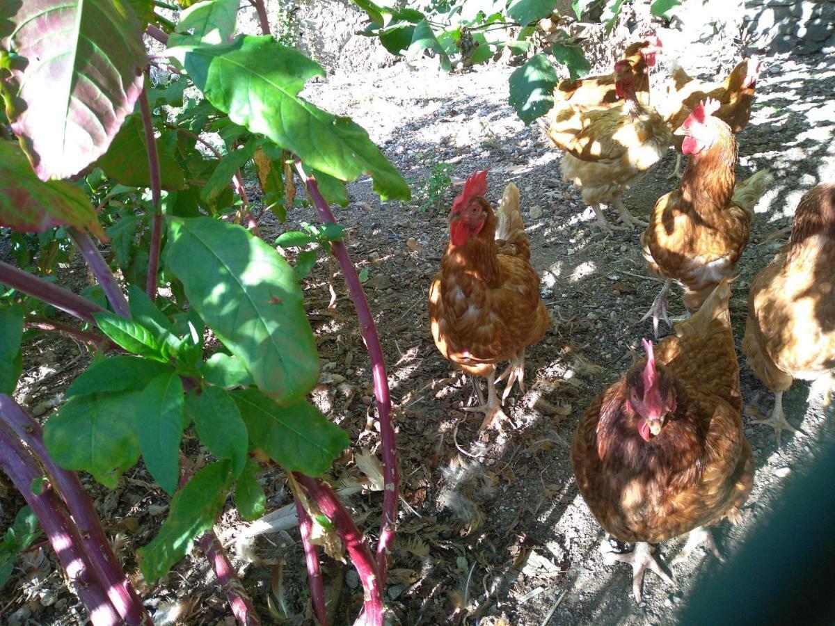 "Country House Il Brolo" Polpenazze del Garda Zewnętrze zdjęcie
